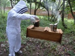 Transferring bees to hive