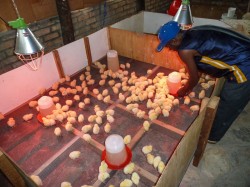 Day old Broilers